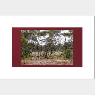 Mallee Scrub at Mungo with Mulla Mulla Posters and Art